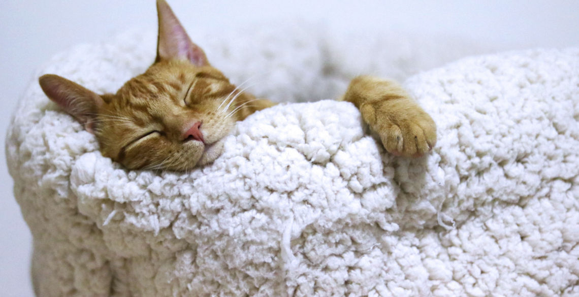 Cat Bed Sleeping